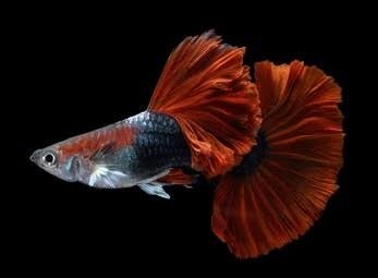 HB Red Rose Cauli Dorsal