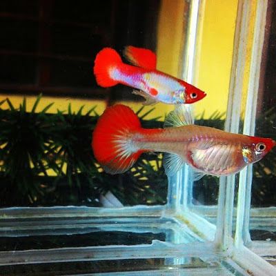 Blond Koi Short Body