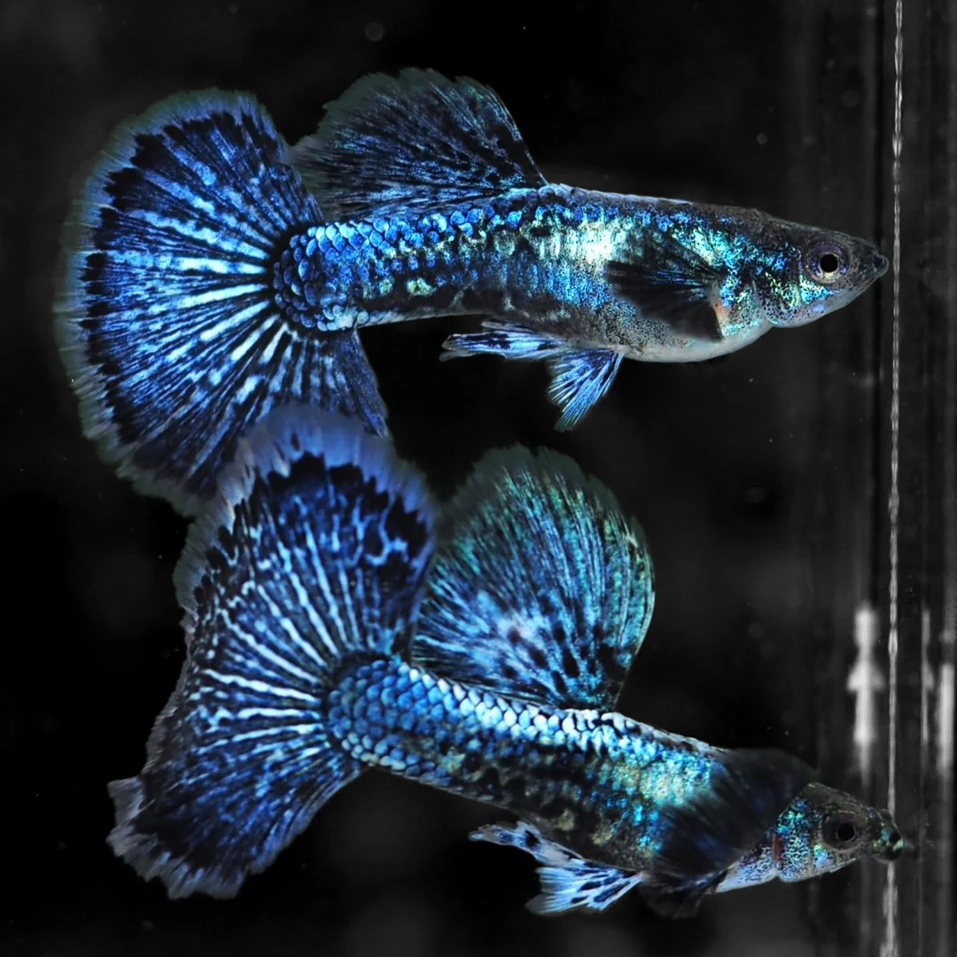 Platinum Blue Dragon Big Ear